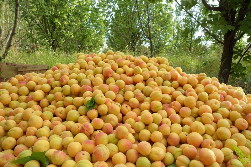 117 هزار تن میوه سیب در کهگیلویه و بویراحمد برداشت شد